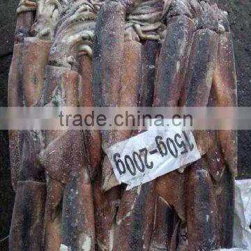 Peruvian Seafood of Illex Squid photo-2