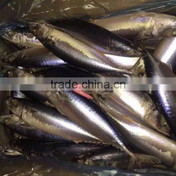 Sea Frozen Mackerel 500-750g 2016 photo-5