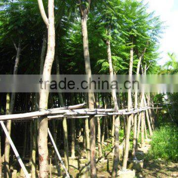 Jacaranda Acutifolia Blue Flower Tree photo-4