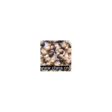 Sell Canned Straw Mushroom