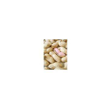 peanut in shell