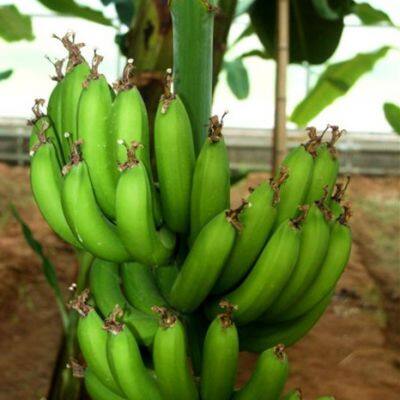 Automatic Industrial Green Banana Peeling Machine/banana Peeling Equipment/plantain Peeler Machine Skin Peel Removing Machine photo-6
