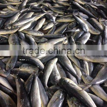 New Coming Frozen Whole Round Mahi-Mahi Fish