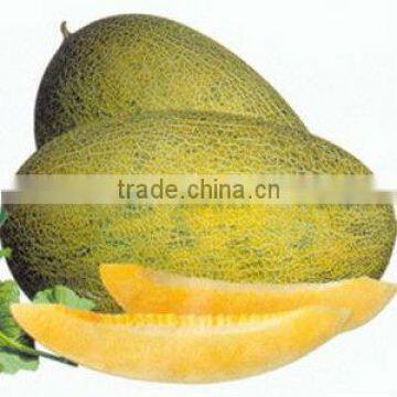 Honey Spring hybrid f1 musk melon seeds for sale