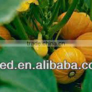 Golden Round chinese orange pumpkin seeds