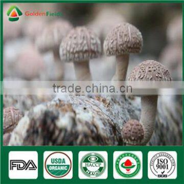 Fresh Dried Donko Shiitake Mushroom Cultivated Souce Mushroom Sawdust Spawn Log