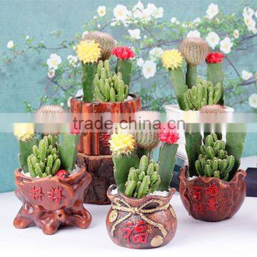 Decoration natural plants cactus