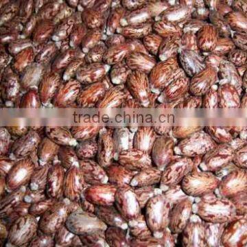 BEST QUALITY CASTOR SEEDS