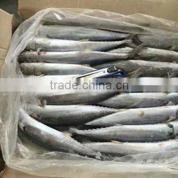 frozen spanish mackerel king fish food