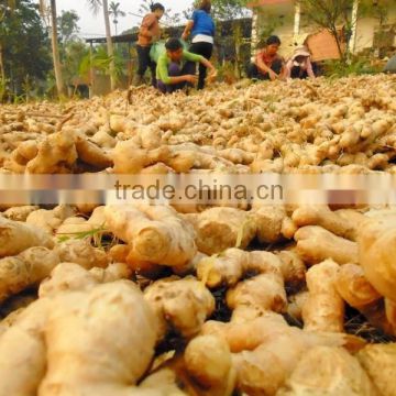 old Ginger IN Viet nam