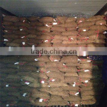 Frozen Chestnut From the Factory photo-4