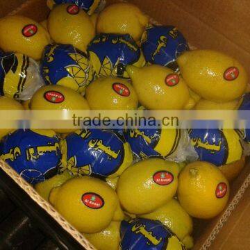 FRESH LEMON ( Adalia - Verna - Green Lime )