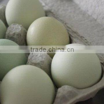 Farm Fresh White Table chicken eggs