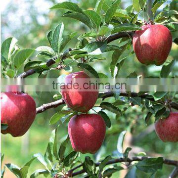 Red Delicious apple exporter in China sweet red delicious apple