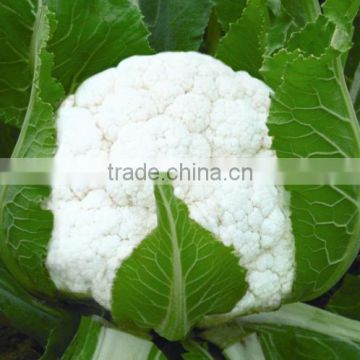 Hot Resistance Hybrid White Cauliflower Seed