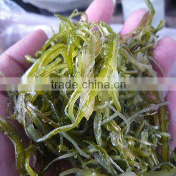 Frozen wakame stem cut salted for Seaweed Salad (hiyashi wakame)