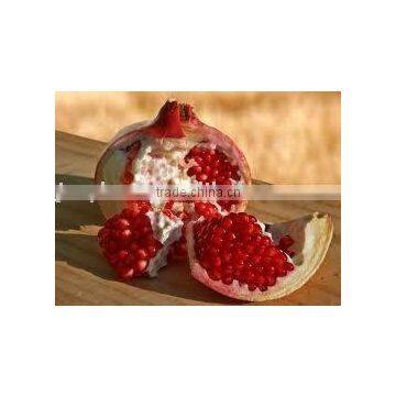 Pomegranate Extract Powder