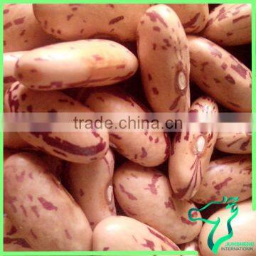 Pinto Bean Long Shape Or Round Shape Lskb