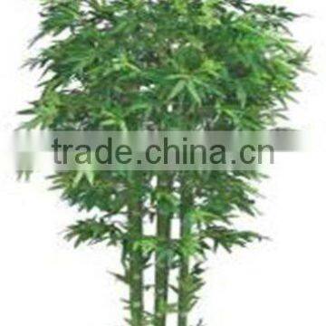 Garden decorative plants