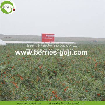 Factory Hot Sale Dried Himalayan Goji Berry photo-3