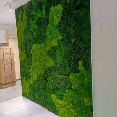 Tallas OEM de Eternal Moss Wall para la decoración de oficinas, hogares y sitios públicos