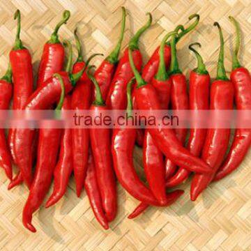 DRIED CHILLI POWDER FROM VIET NAM photo-6