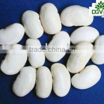 wholesale white beans