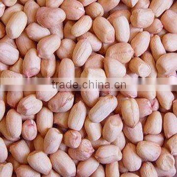 peanut kernels round type