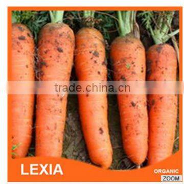 New crop fresh red carrots