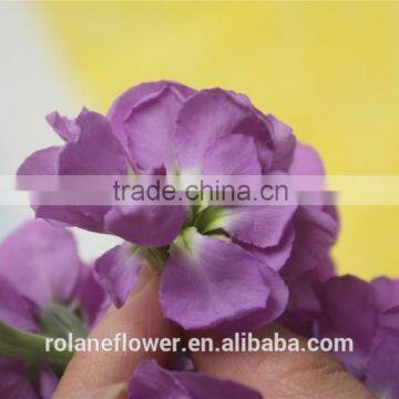 Hight Quality Cut Fresh Violet Flowers Wholesale photo-2