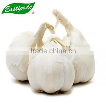 fresh natural Natural Garlic 5 cm 4.5 cm