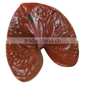 Anthurium Flower & Plants photo-5