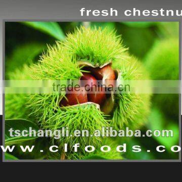 fresh chestnut organic foodstuff