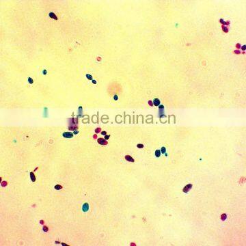 High Quality Export Indonesia Lab Using Microscope Prepared Slides photo-4