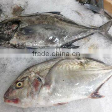 frozen fresh giant trevally fish