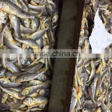 Frozen Seafood Frozen Yellow Croaker, Yellow Croaker Fish Price photo-3