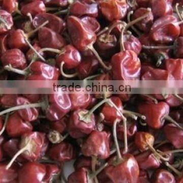 Bell Chilli From India photo-3