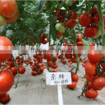 High Yield TY Resistance Red Tomato Seeds For Sale Indeterminate Growth For Over Summering Or Late Autumn-Night