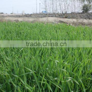 Hot Sale Barley Grass Powder photo-4