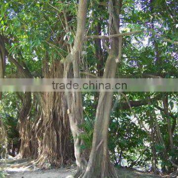 Natural plants Ficus annulata