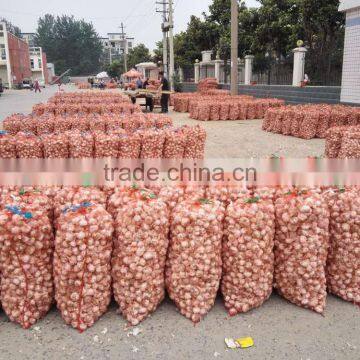 2016 New Crop Factory Supplier Normal White And Pure White Garlic for Indonesia, Malaysia, Thailand From China Factory photo-5