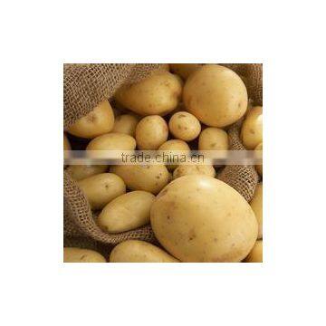 China Fresh Potato in Hot Sale photo-4