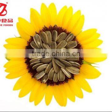 Good Quality Sunflower Seeds for Human Consumption