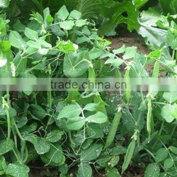 Family packing pea seeds for planting