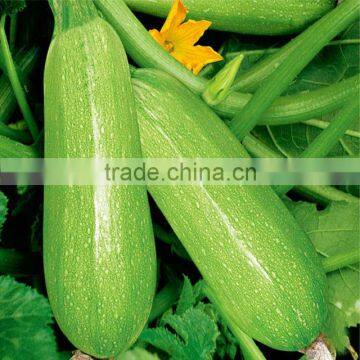 Marrow/Squash Seed Qing Yu photo-4