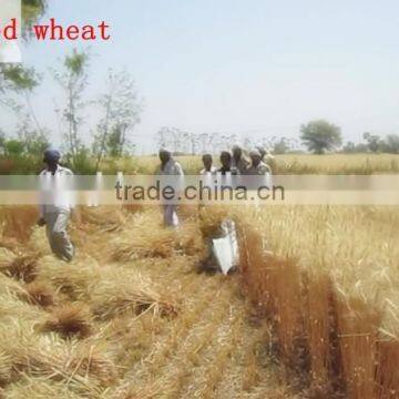 2015 Hot Sale Reaper Binder Machine photo-4