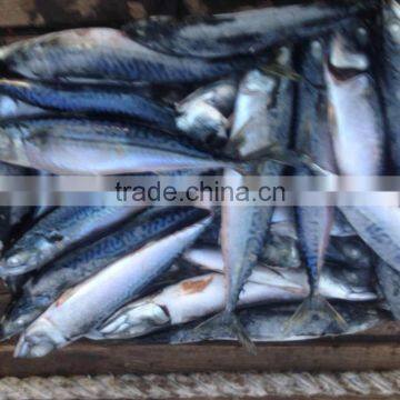 Sea frozen pacific mackerel