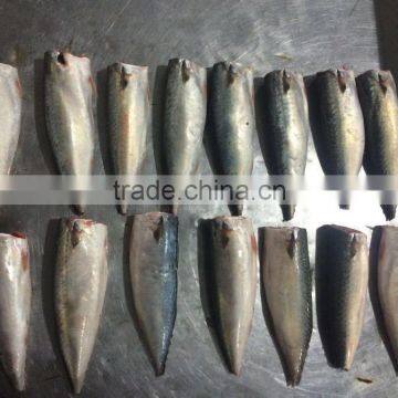 Top grade pacific mackerel HGT 80-100g