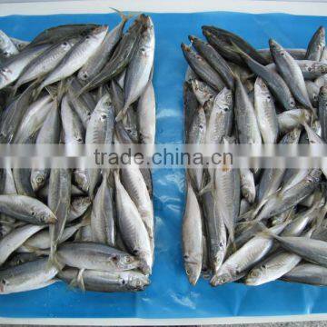 Frozen Fish Frozen Horse Mackerel photo-4
