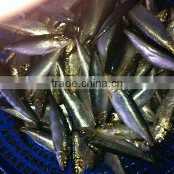 2011 new arrival frozen sarding 8-10pcs/kg